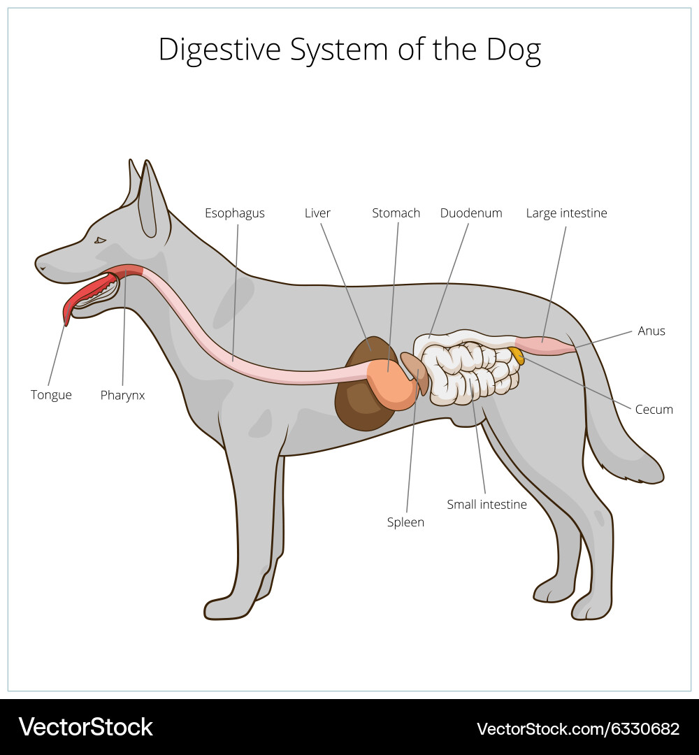 View of Dog Digestive System Anatomy Royalty Free Vector Image