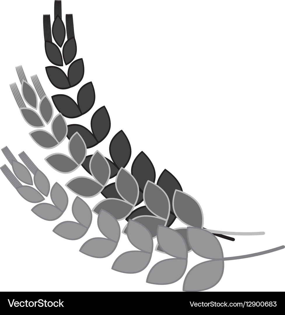 Grayscale wheat branches icon image design vector image