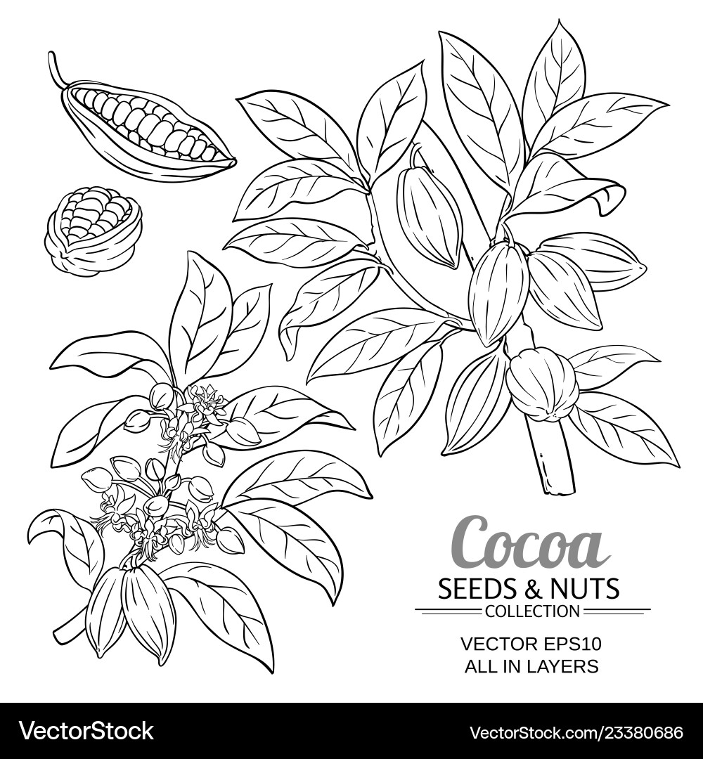 Cocoa Pod Set - Botanical Vector vector image