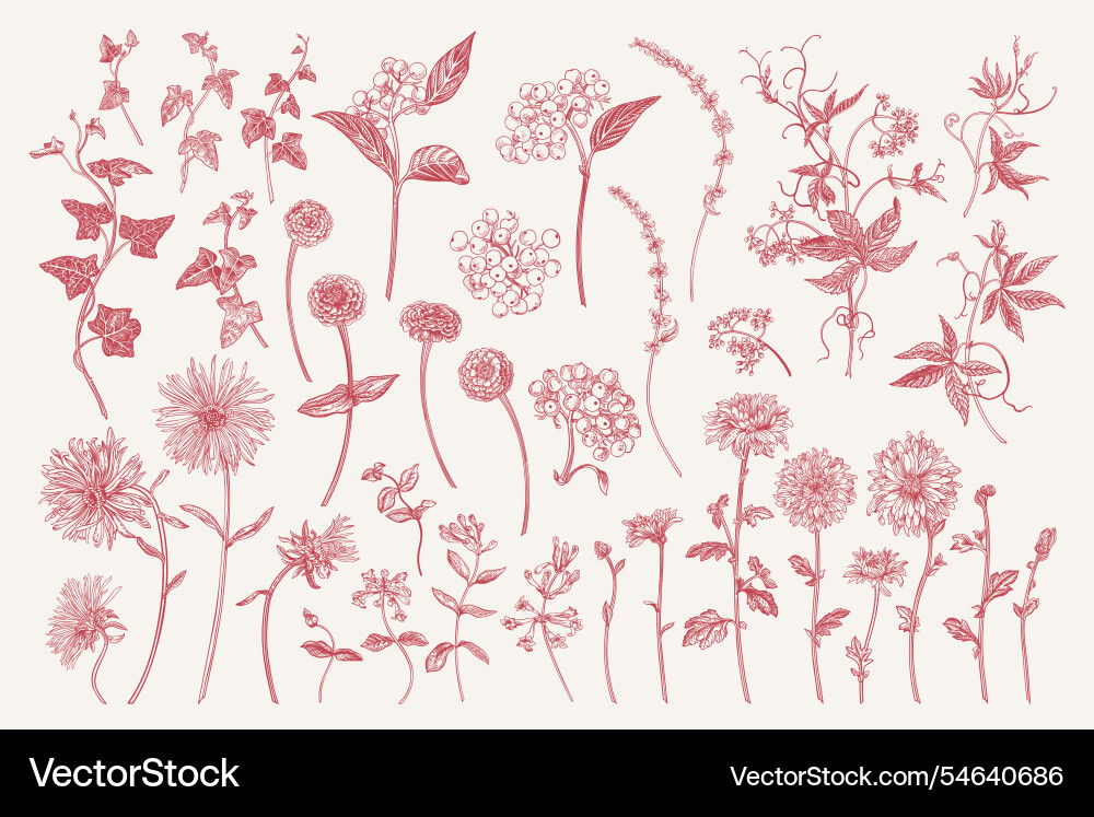 Set with autumn and summer flowers Set with autumn and summer flowers vector image