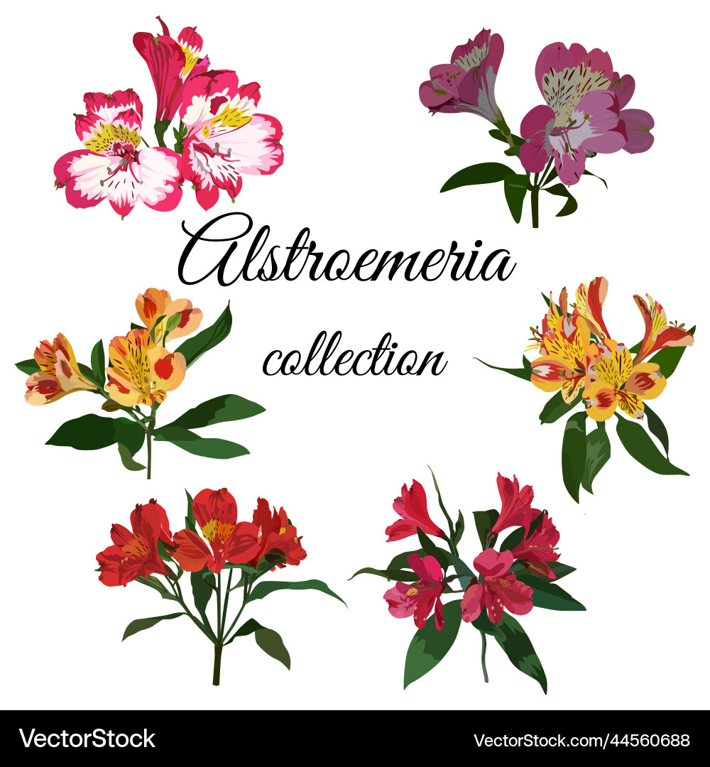 Tropical Alstroemeria Flowers Vector Image