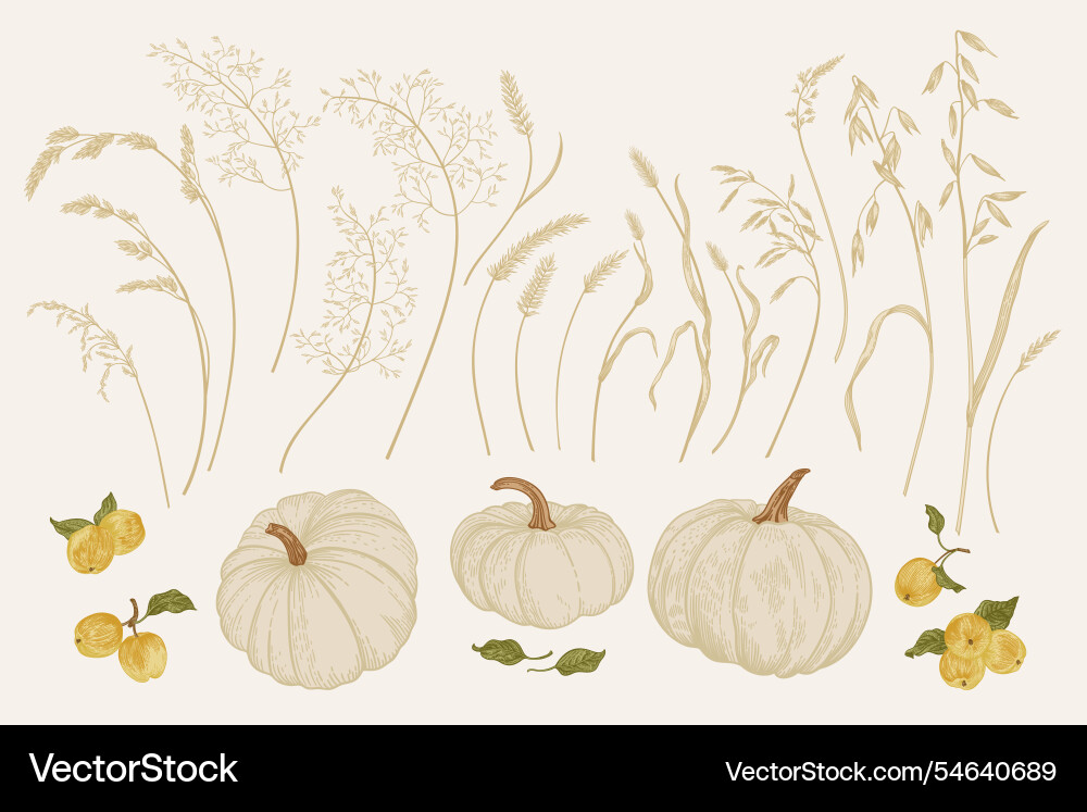 Set mit Kürbis Getreide und Äpfel Set mit Kürbis Getreide und Äpfel vektorbild