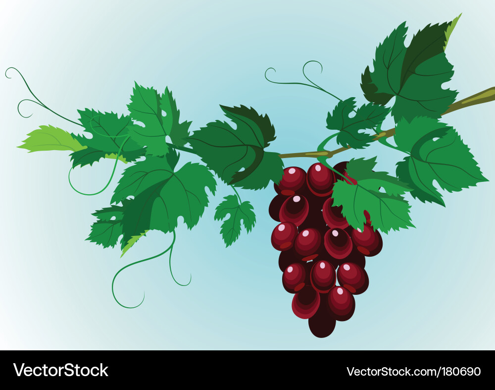 Grape Cluster Artwork vector image