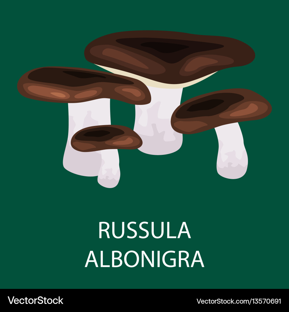 Russula acetolens isoliert wilde Foraged Pilze Russula acetolens isoliert wilde Foraged Pilze vektorbild
