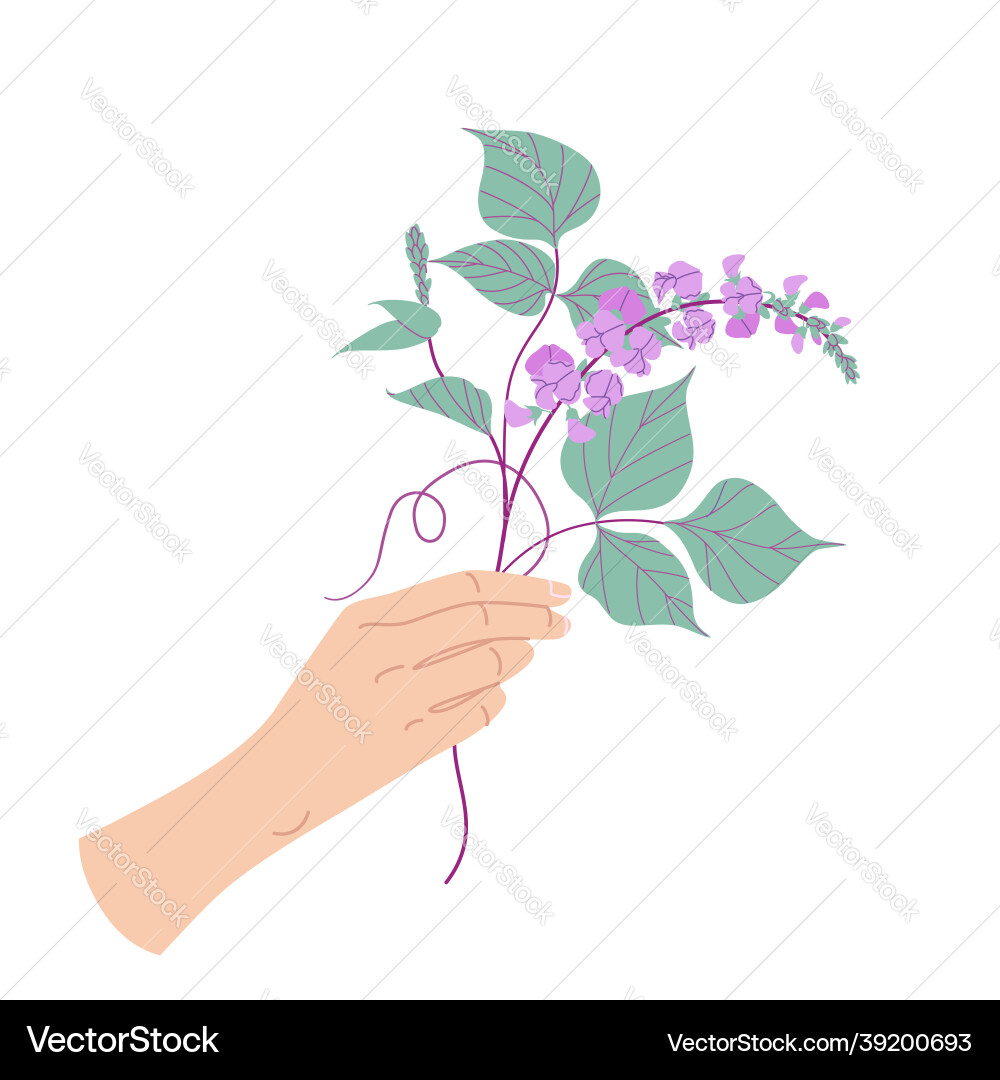 Female hand holding blooming dolichos vector image