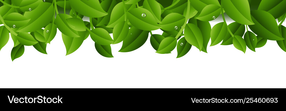 Tree branches isolated transparent background vector image