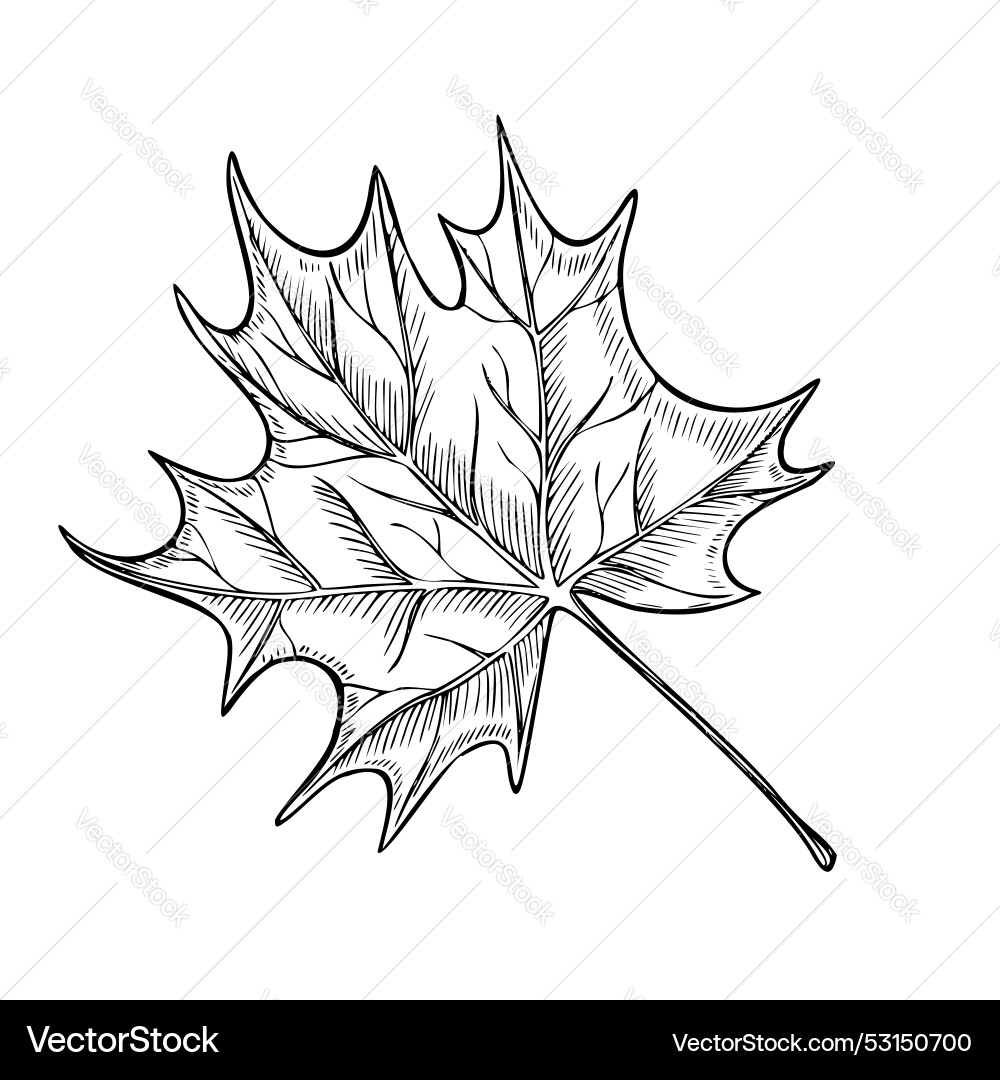 Autumn maple leaf linear Royalty Free Vector Image