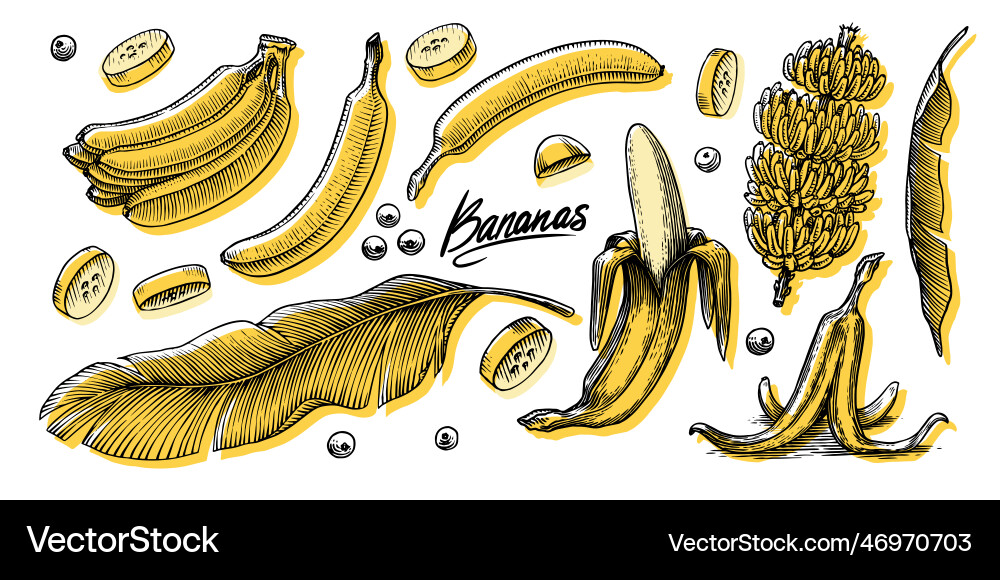 Banana Frucht und Palmblätter Hand gezogen mit Tinte Banana Frucht und Palmblätter Hand gezogen mit Tinte Vektorbild