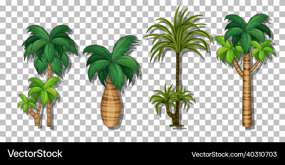 Palm tree on transparent background Palm tree on transparent background vector image