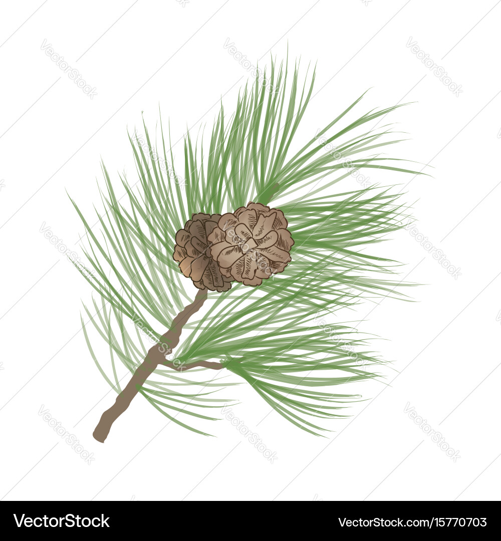Pine Branch with Pinecone Vector Image