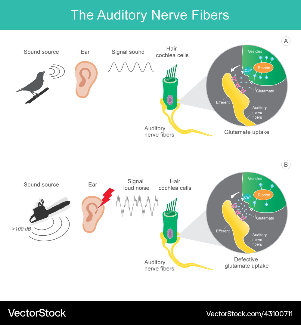 Auditory nerve fibres comparison sound source 2 vector image