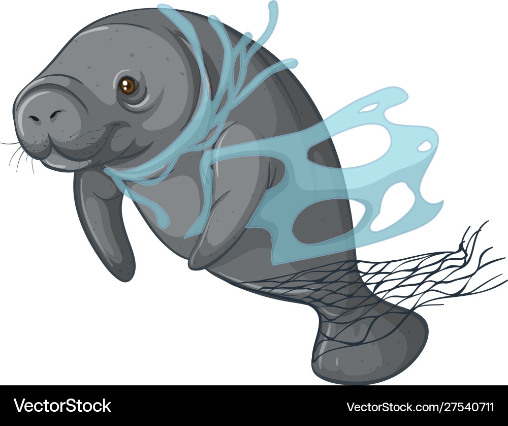 Manatee with plastic net on white background vector image