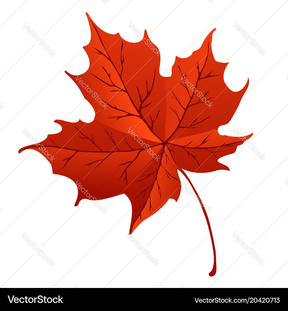 Orange maple leaf isolated on white background Vector Image
