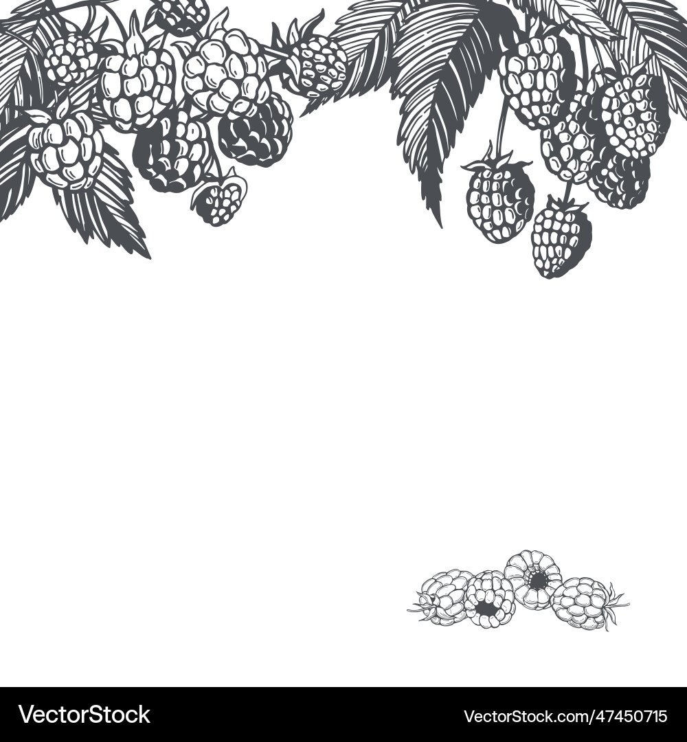 Background with raspberry Background with raspberry Vector Image