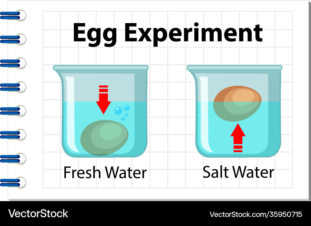 Science experiment with egg float test Science experiment with egg float test vector image