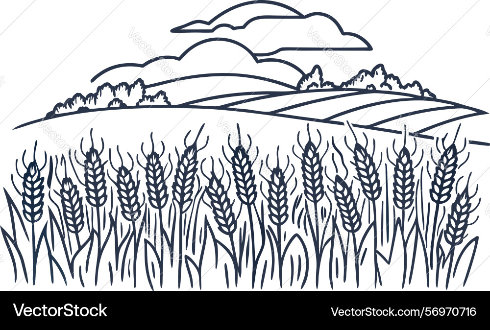 Wheat field with rolling hills and clouds Wheat field with rolling hills and clouds Vector Image
