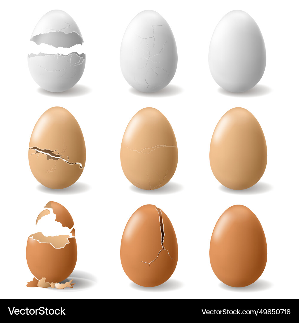 Broken chicken egg with eggshell realistic shell Broken chicken egg with eggshell realistic shell vector image