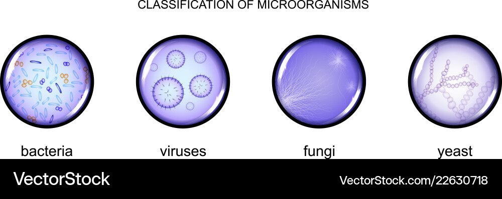 Classification of microorganisms Classification of microorganisms vector image