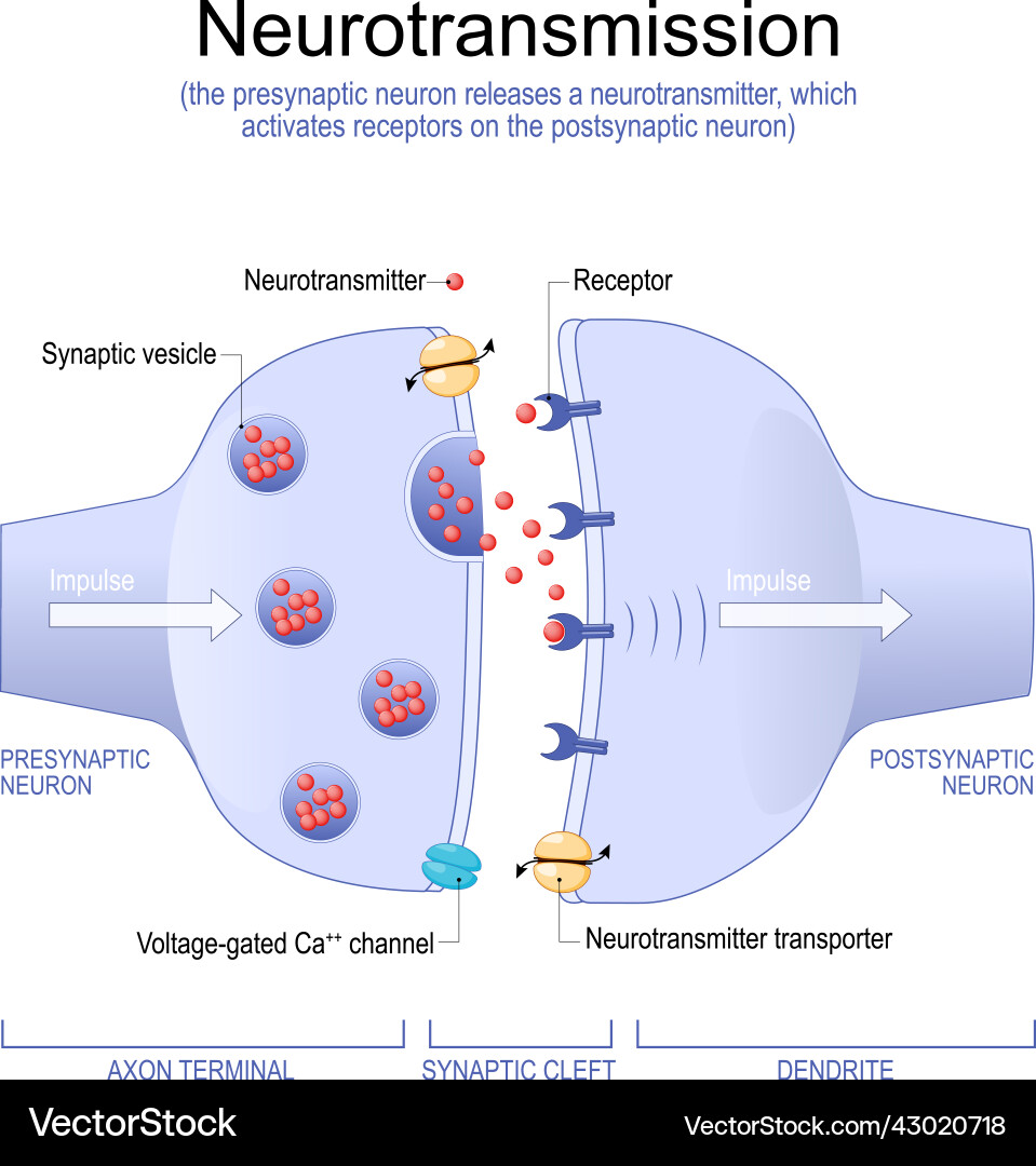 Synaptic Transmission & Neurotransmitters Vector Image