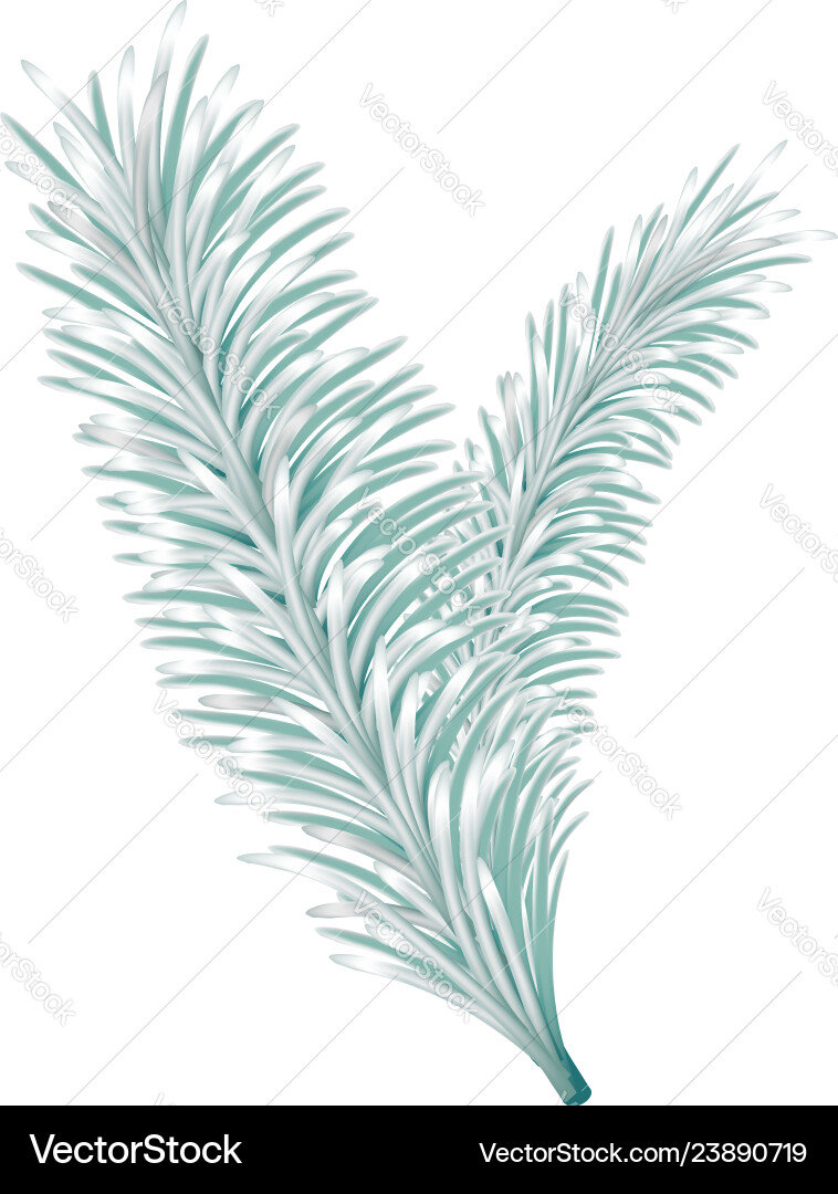 Lightgreen fir tree branch Vector Image