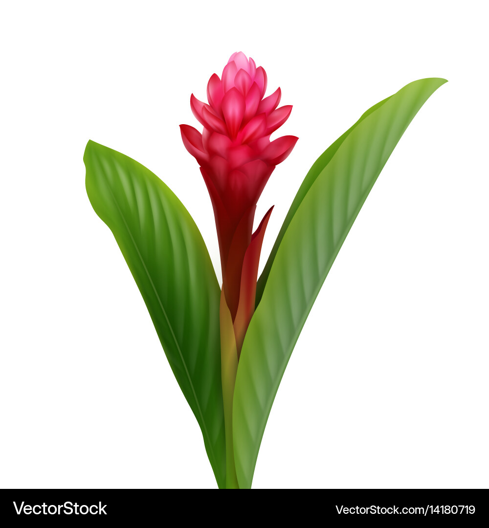 Red ginger flower Royalty Free Vector Image - VectorStock