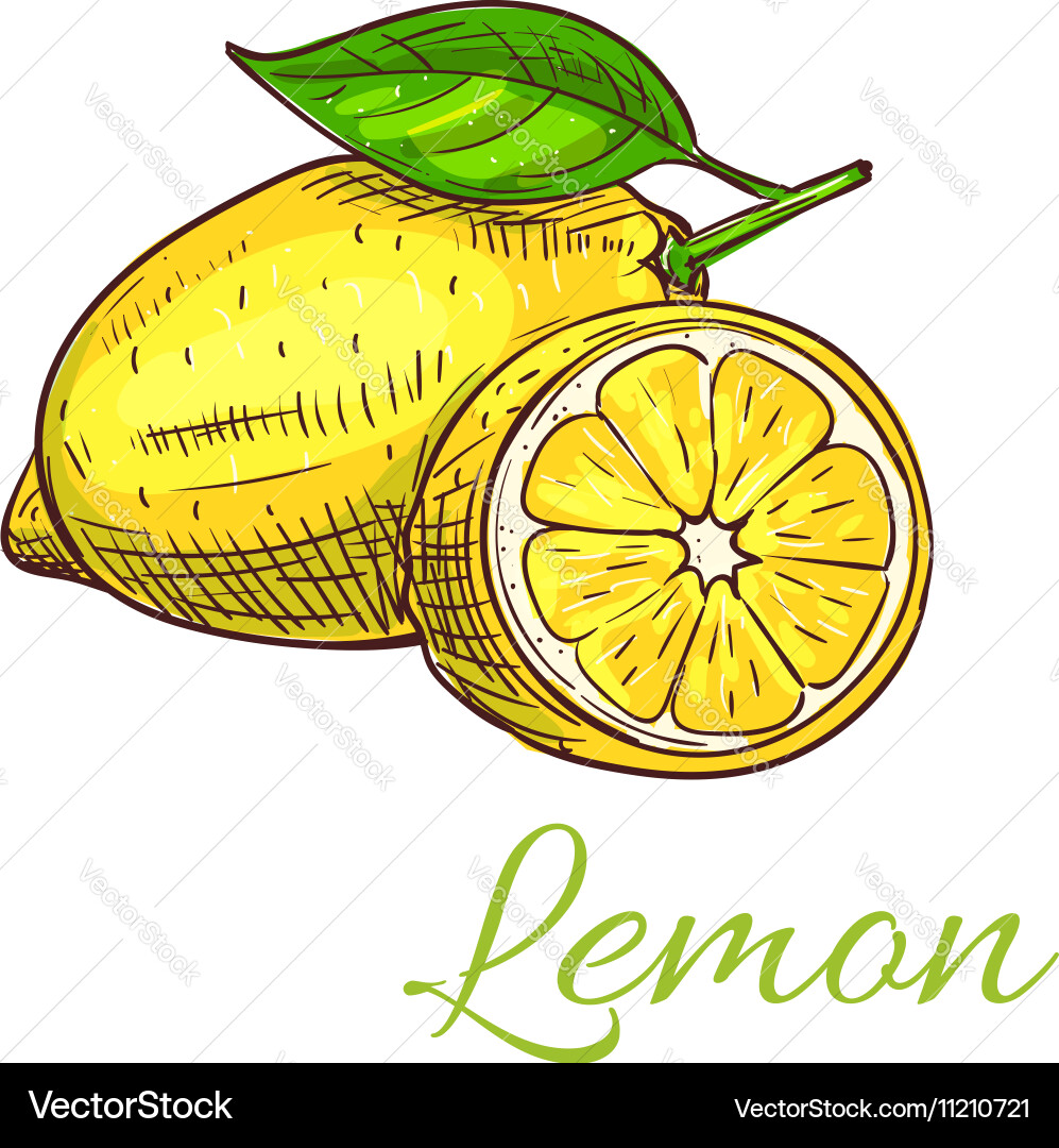 Lemon Sketch with Leaf Vector Image