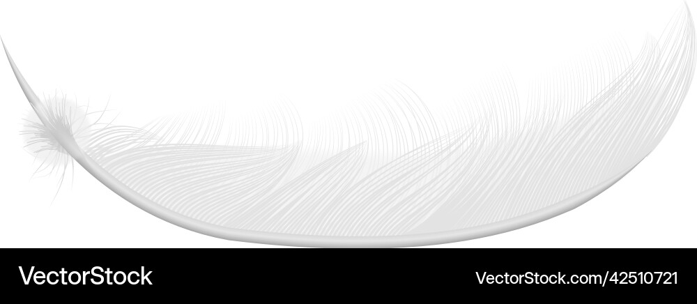 Realistic soft feather composition Realistic soft feather composition Vector Image