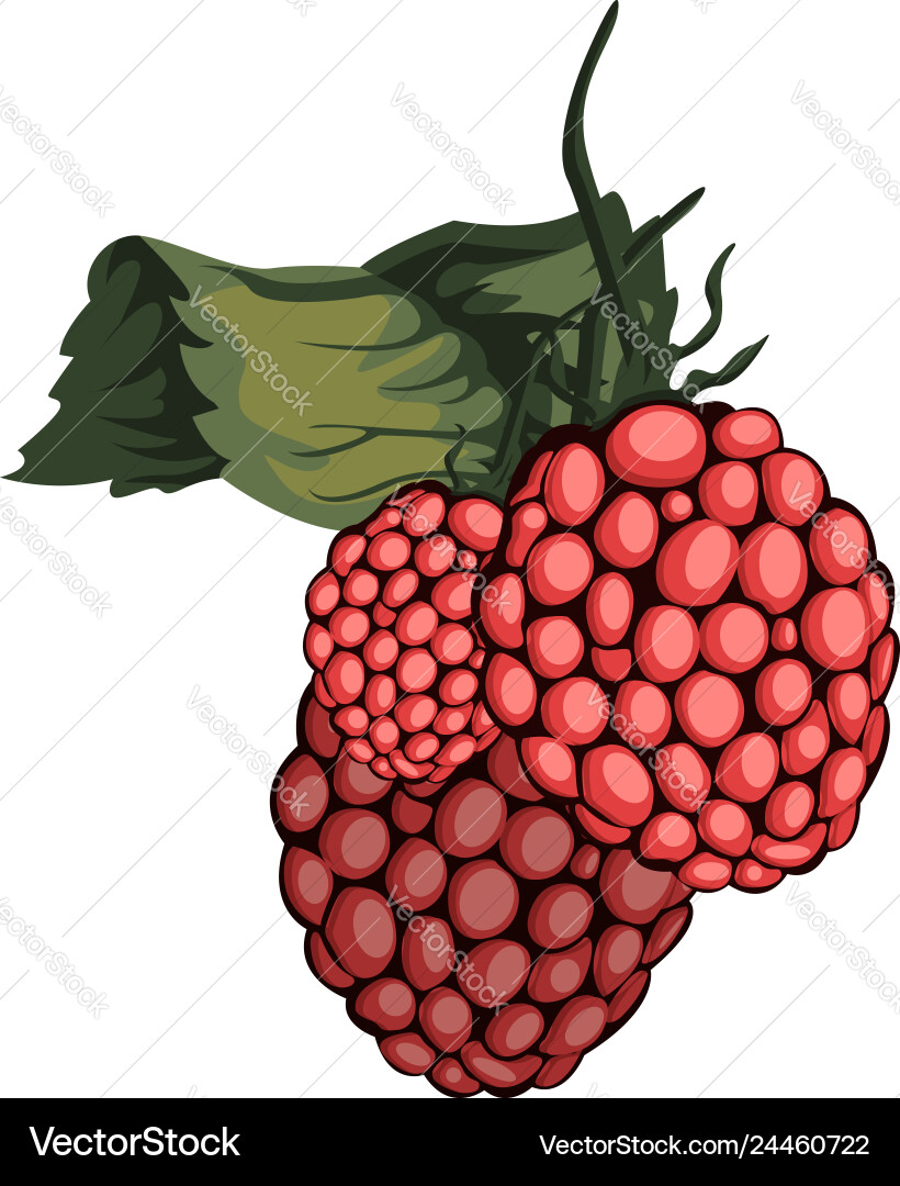 Red Raspberry with Green Leaf vector image