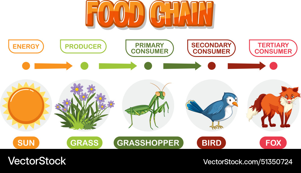 Depicts energy flow through a food chain Depicts energy flow through a food chain vector image