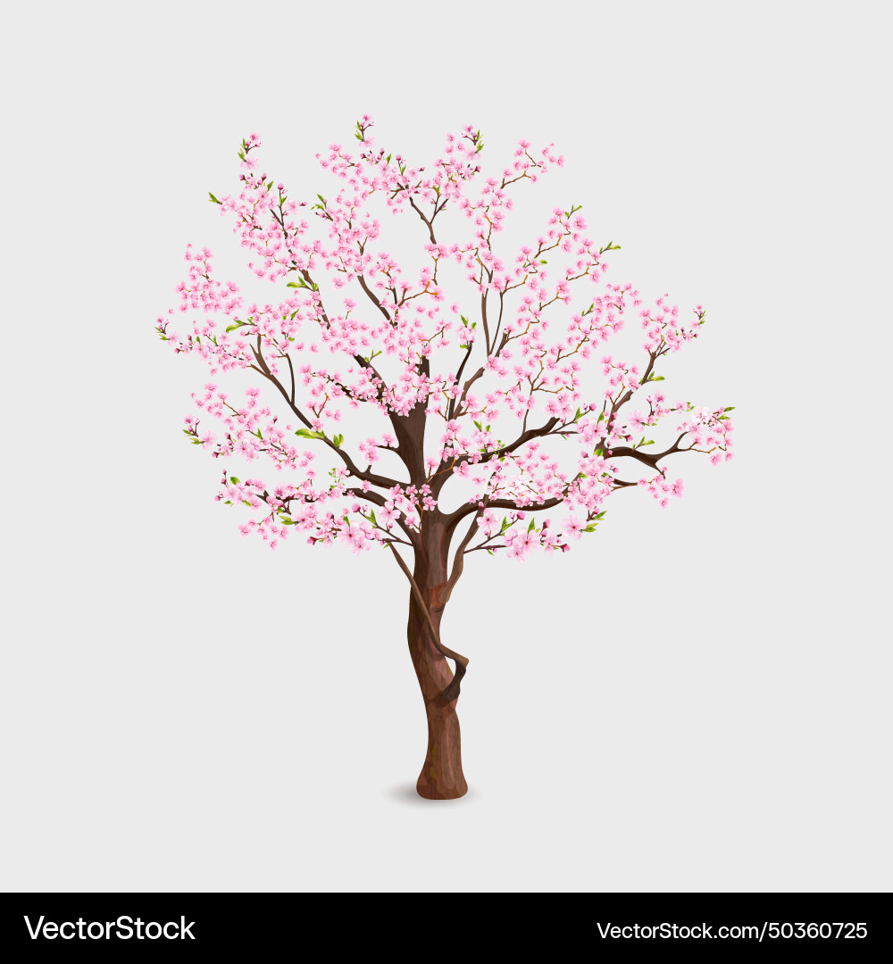 Realistische Sakura Baum Blüte Kirsche im Frühling Realistische Sakura Baum Blüte Kirsche im Frühling vektorbild