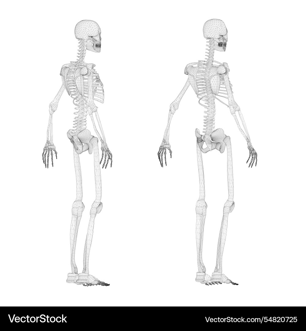Set with human skeleton wireframe from black Vector Image