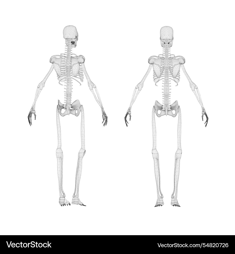 Set with human skeleton wireframe from black Set with human skeleton wireframe from black Vector Image