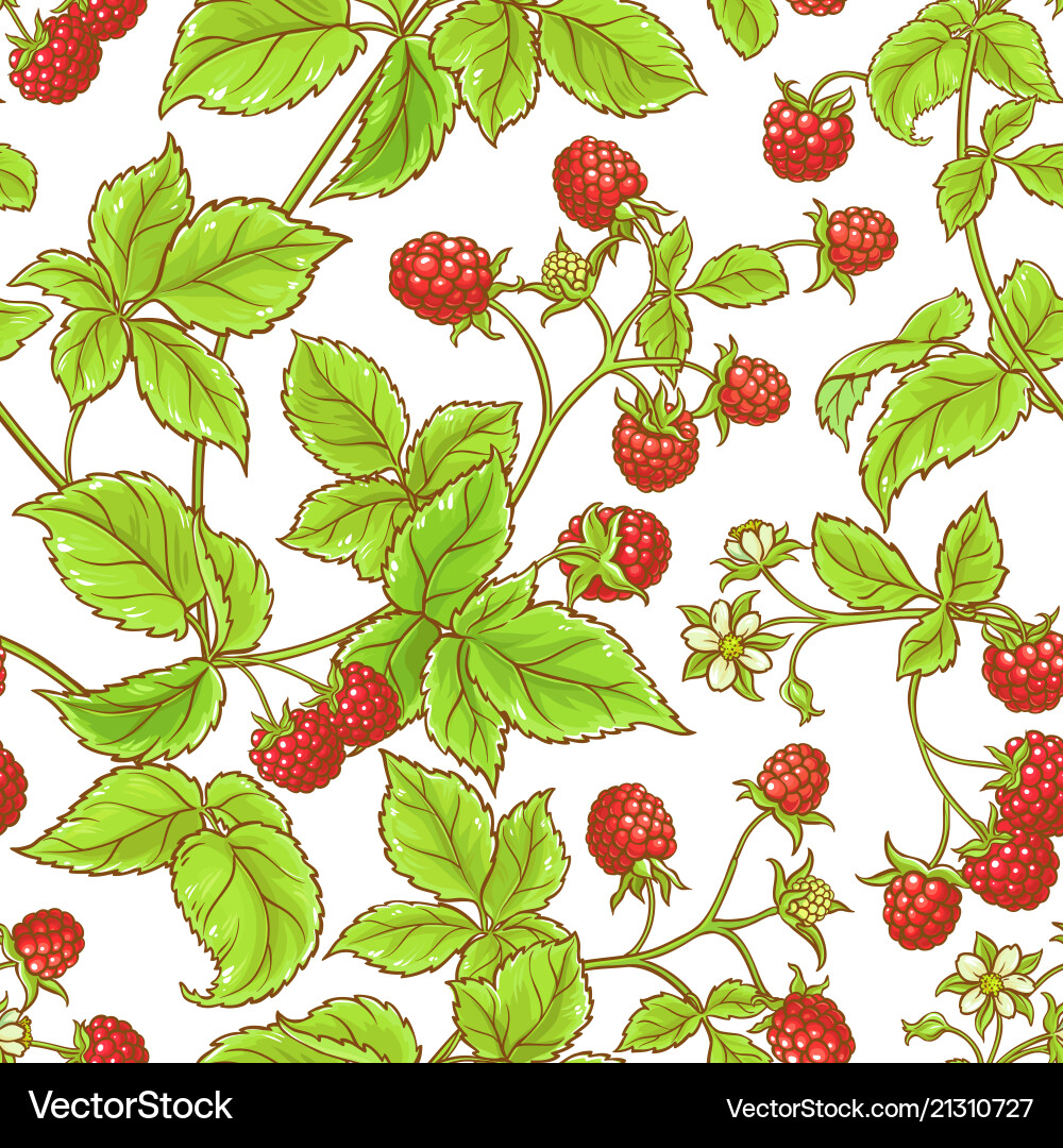Raspberry Branch Pattern vector image