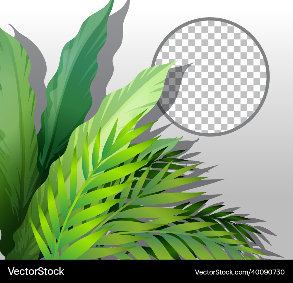 Nature plants frame transparent background Vector Image
