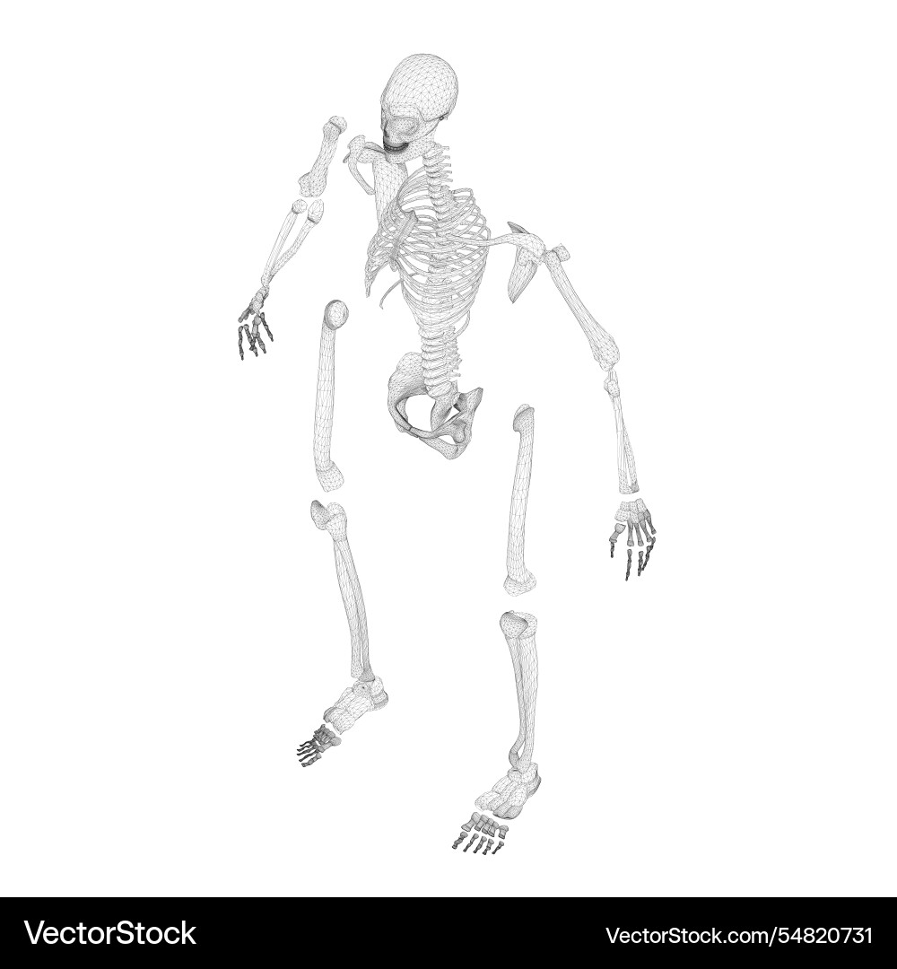 Wireframe of a disassembled human skeleton from Wireframe of a disassembled human skeleton from vector image