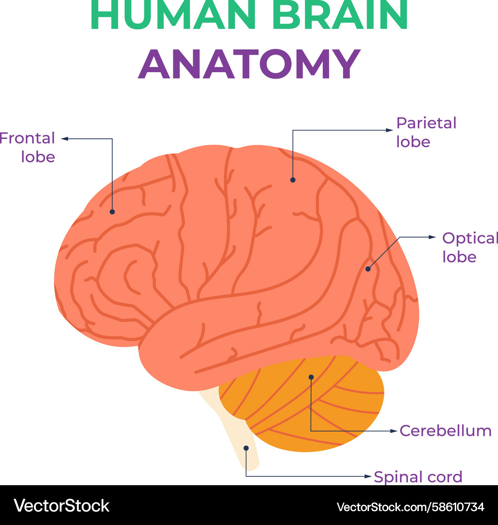 Human brain anatomy structure and functions Vector Image