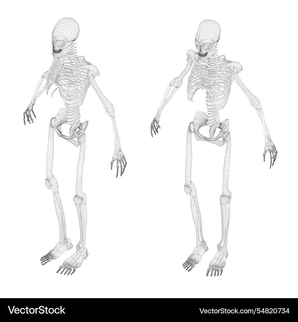 Set with human skeleton wireframe from black Set with human skeleton wireframe from black vector image