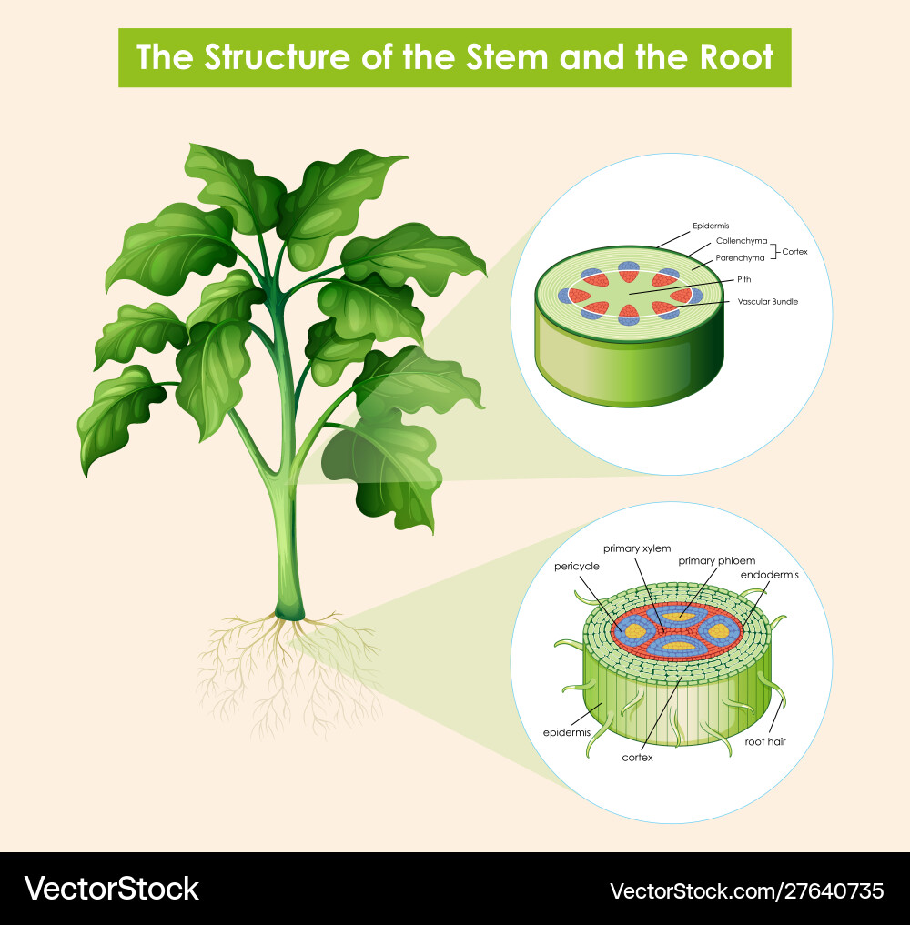 Diagram showing structure stem and root Diagram showing structure stem and root vector image