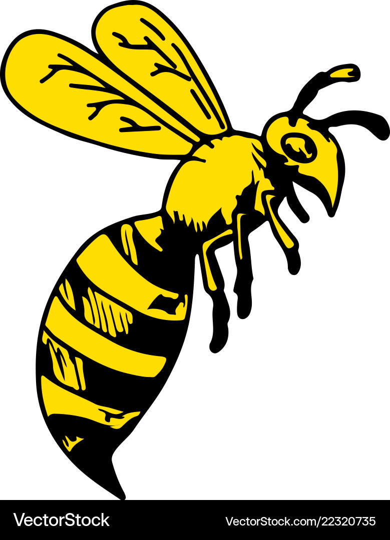 Yellowjacket wasp drawing Royalty Free Vector Image