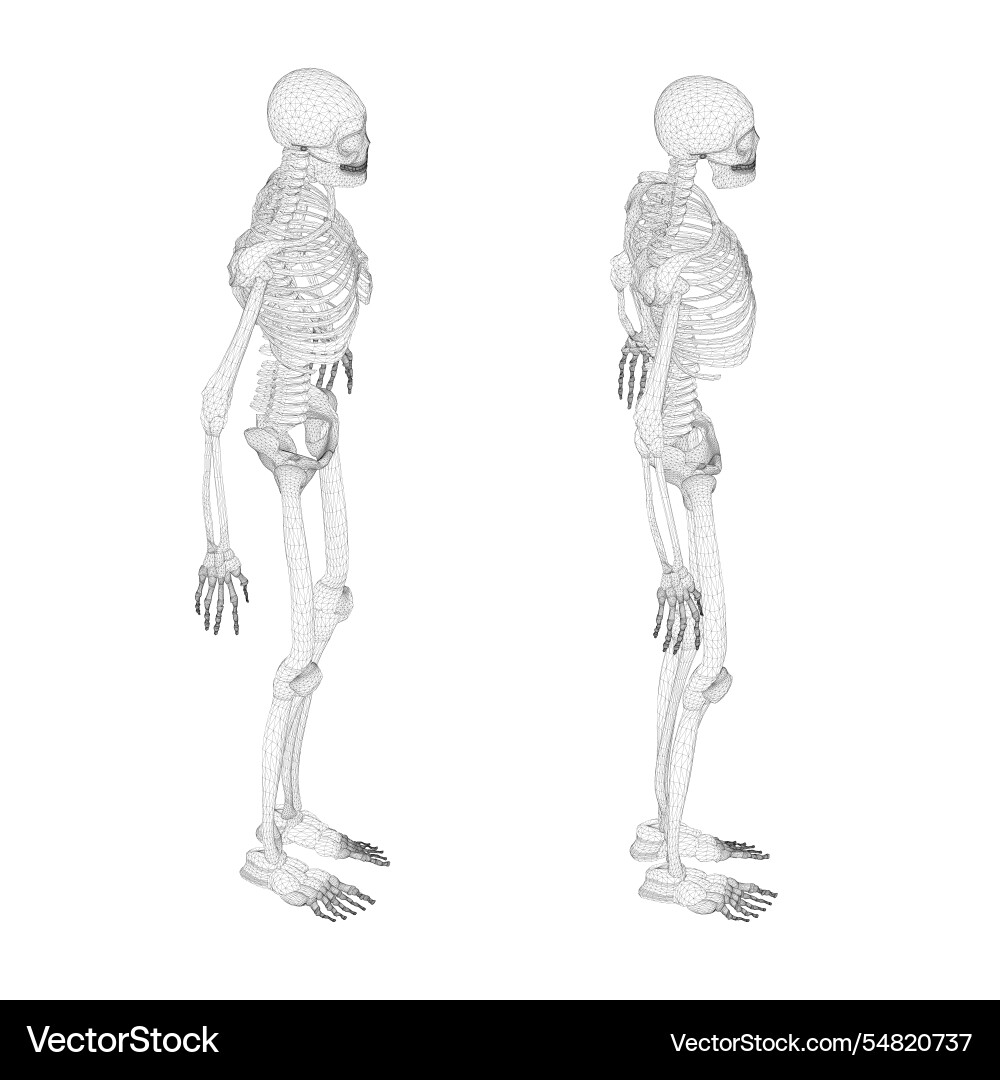 Set with human skeleton wireframe from black Set with human skeleton wireframe from black vector image