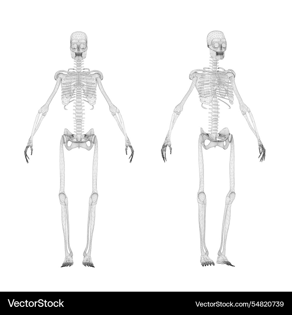 Set with human skeleton wireframe from black Set with human skeleton wireframe from black Vector Image