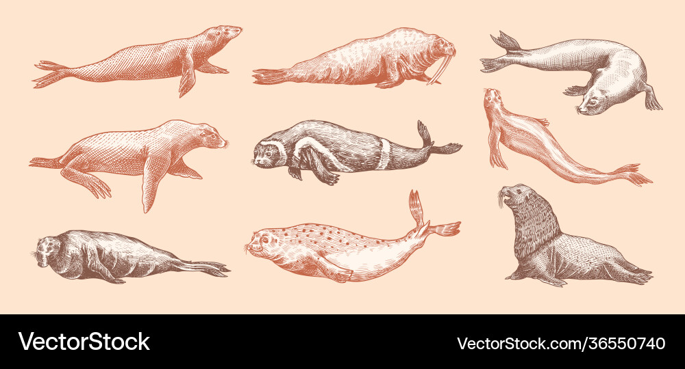 Fur Seal steller sea lion und walrus band Fur Seal steller sea lion und walrus band vektorbild