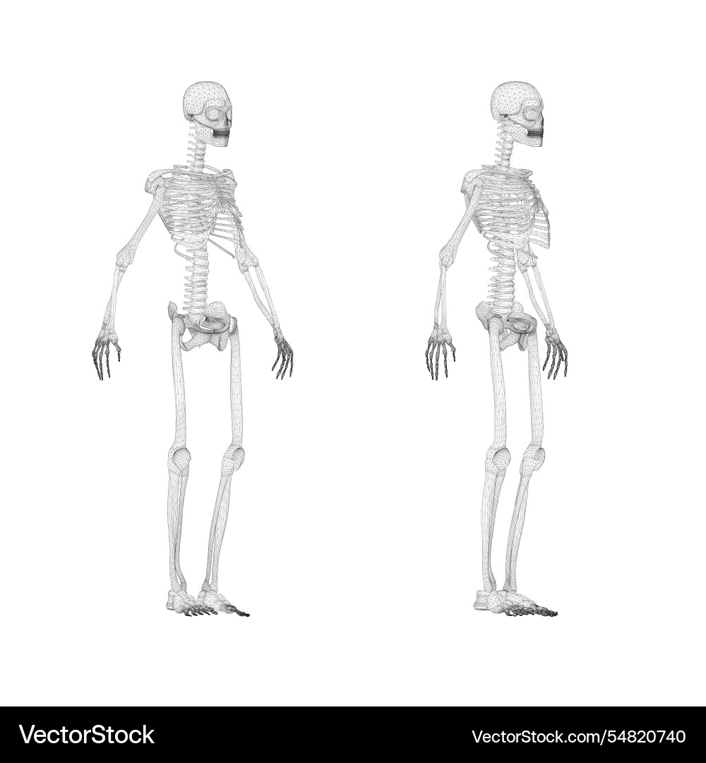 Set with human skeleton wireframe from black vector image