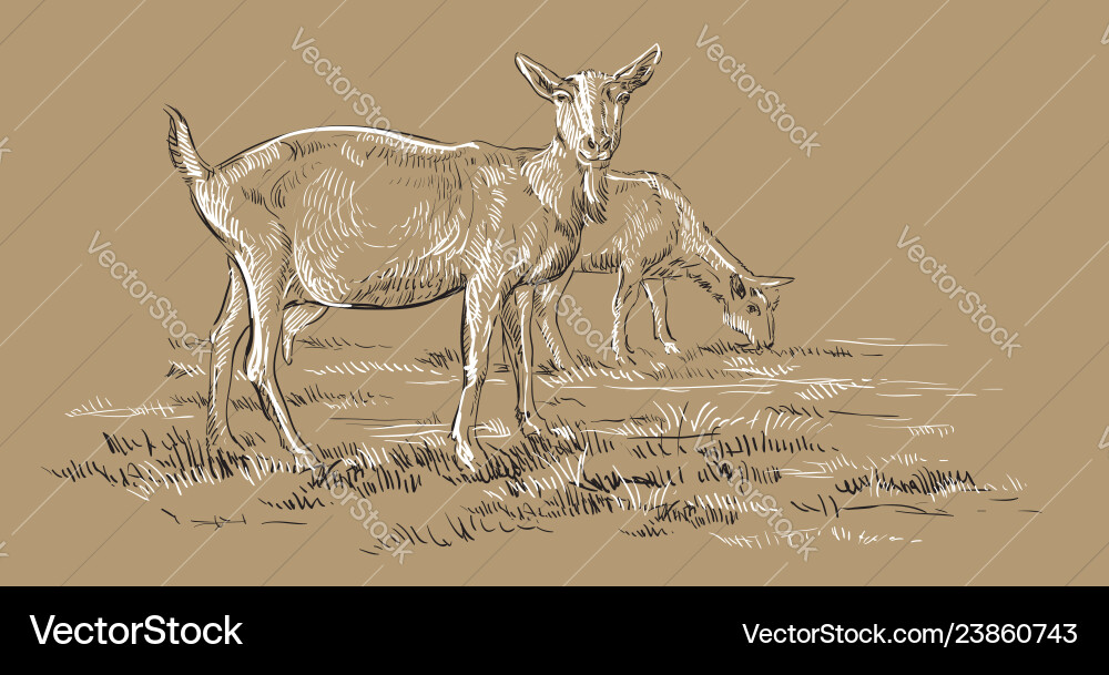 Brown hand drawing goat Brown hand drawing goat vector image