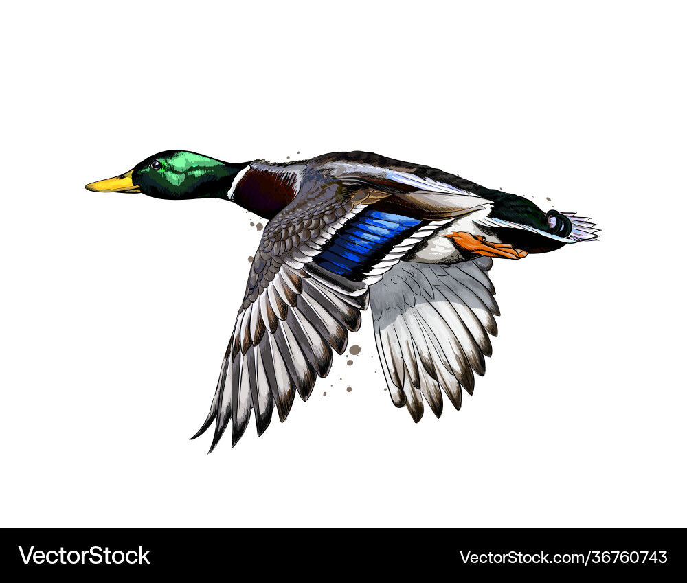 Duck from a splash watercolor colored drawing Duck from a splash watercolor colored drawing vector image