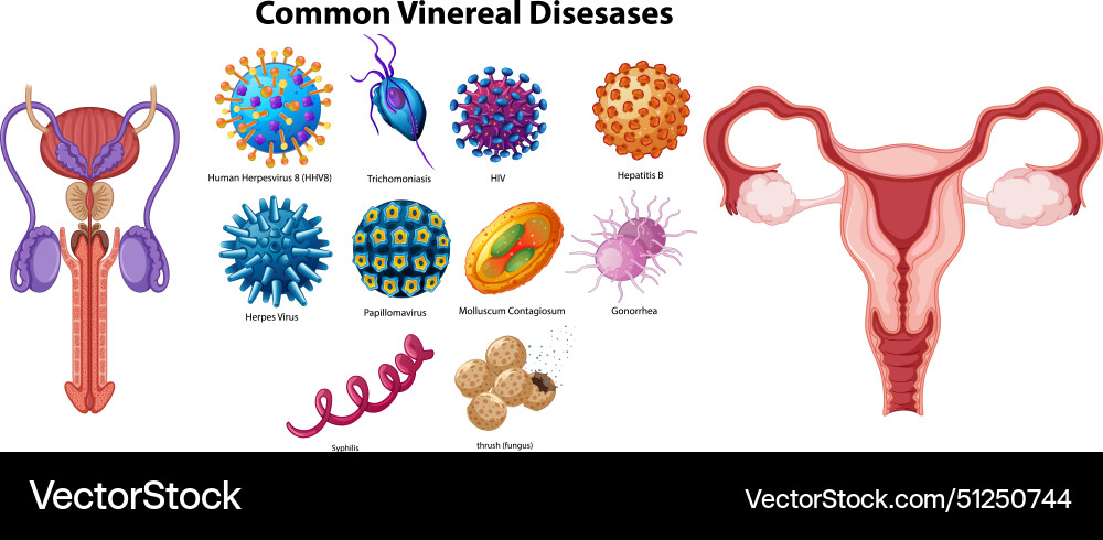 Detailed graphics of various std pathogens Detailed graphics of various std pathogens vector image