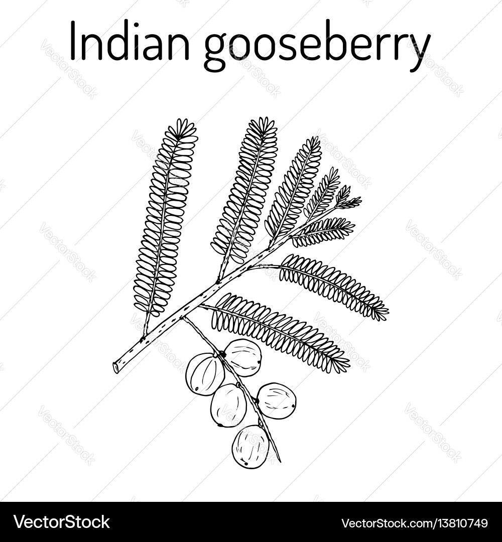 Indian gooseberry phyllanthus emblica or emblic Indian gooseberry phyllanthus emblica or emblic vector image