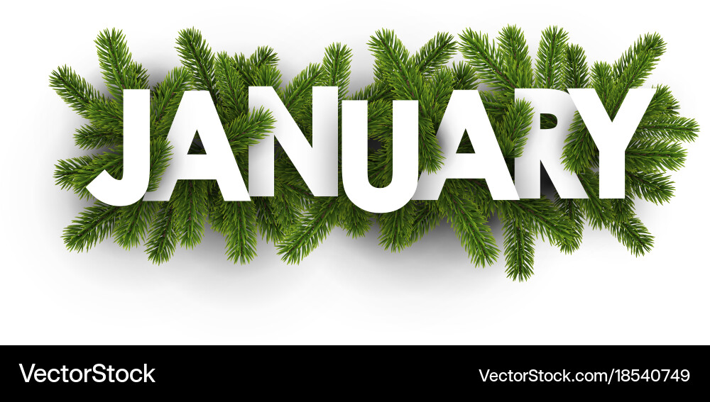 January banner with fir branches Royalty Free Vector Image