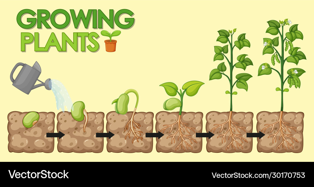 Diagram showing how plants grow from seed to beans