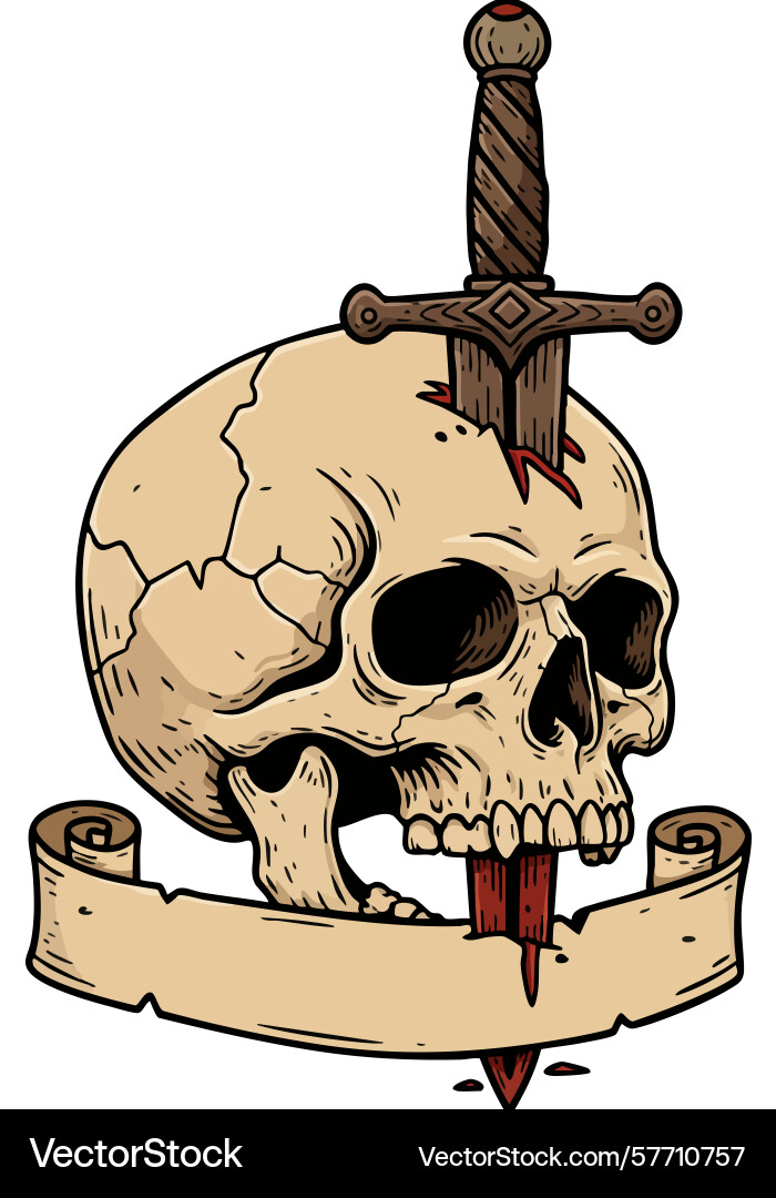 Human skull with dagger piercing and blank scroll Vector Image